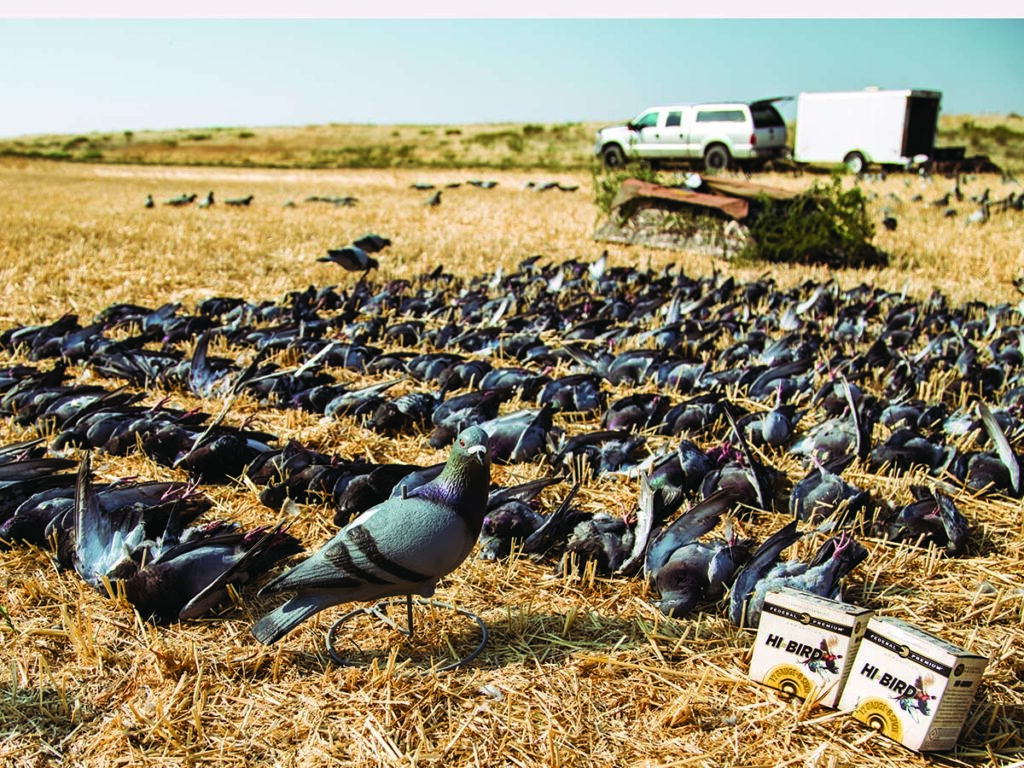 There’s no such thing as too many pigeons.