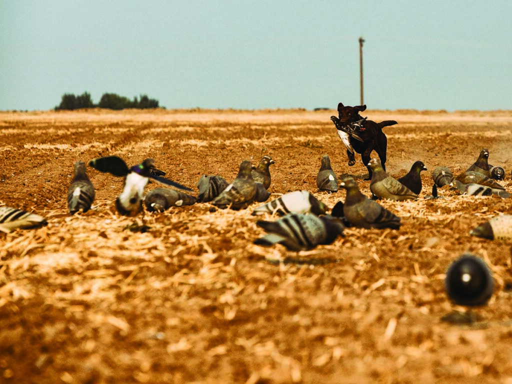 Pigeon hunting is some of the best practice a bird dog can get.