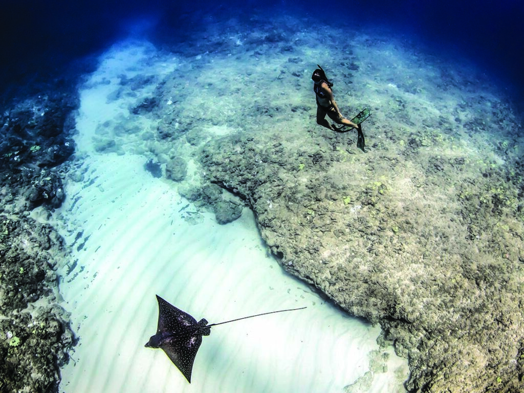 Kimi Werner swims opposite to a ray.