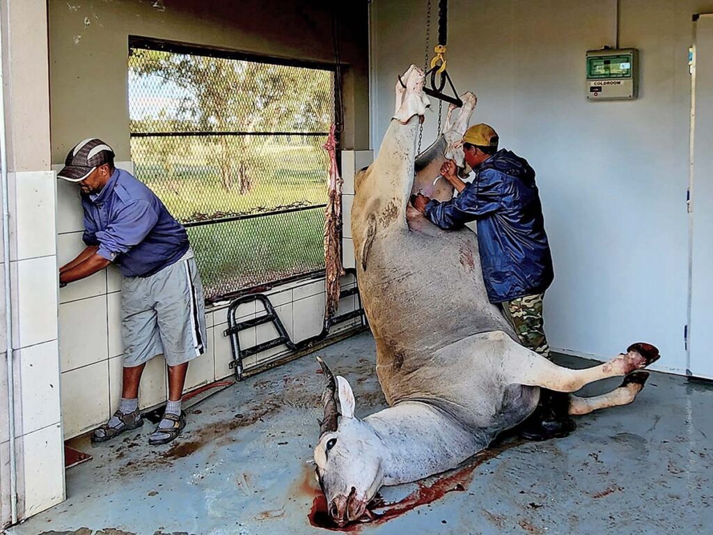 Ndloti tracker John starts the all-day task of skinning and butchering the eland.