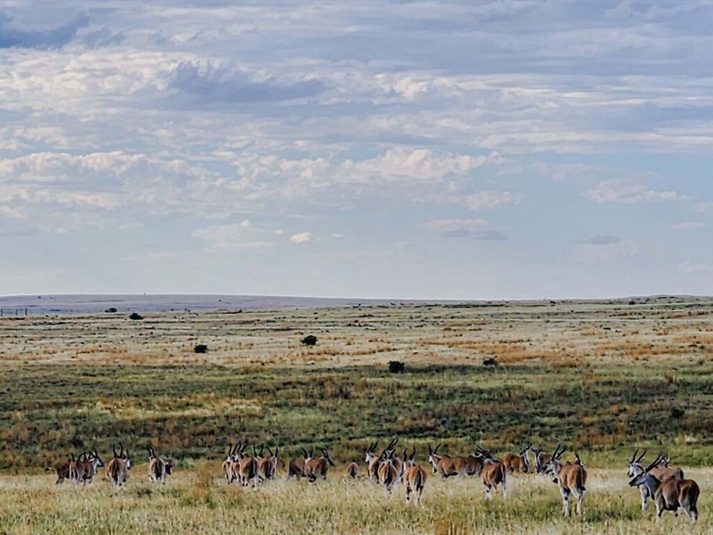 Seeing the herd was one thing — getting close enough in the wide valleys, another.