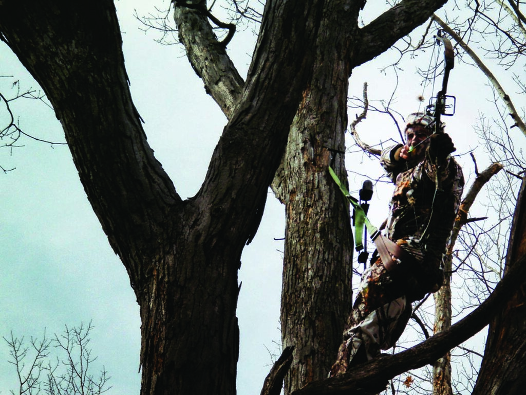 Taking aim from a tree saddle
