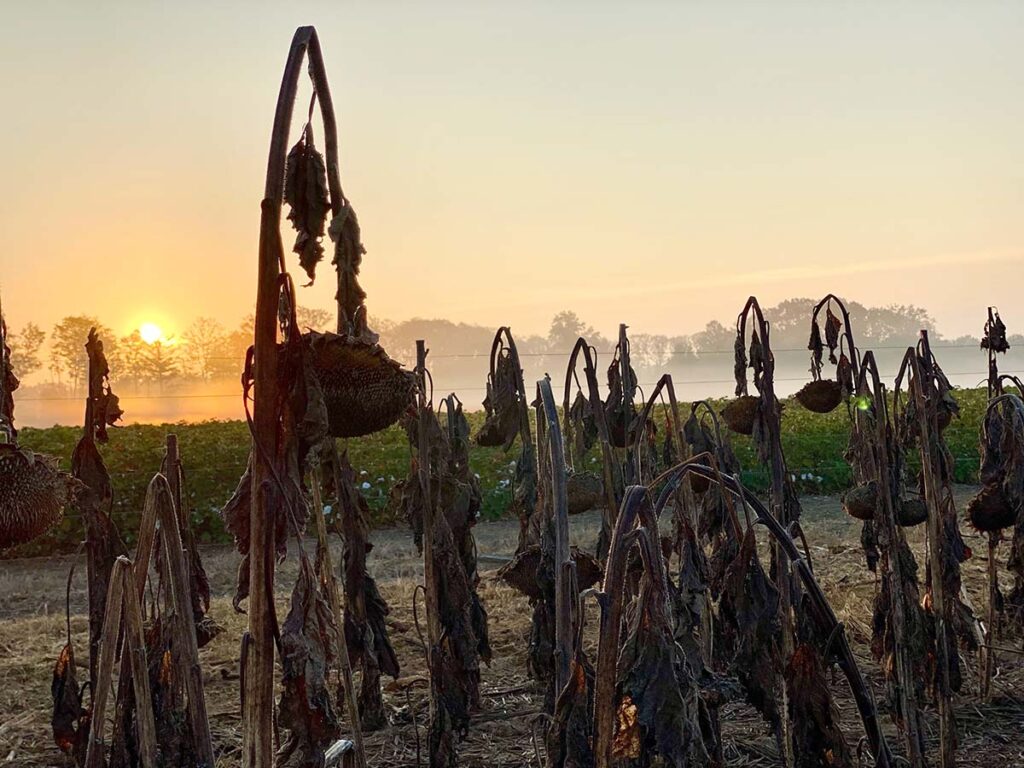 As the sun rises on a cut sunflower field you can almost bet there will be plenty of  dove action. Courtesy Robert Johnson.