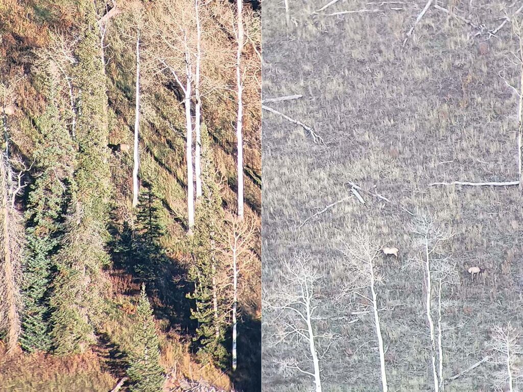 The hype about Zeiss optics' low-light performance  is warranted. On the right is a shot of a lone elk taken through the SFL binos with the sun up; the left is after the sun set. Both are clear as a bell.