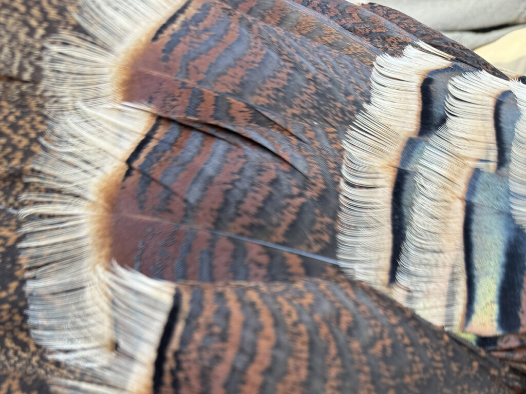 Rio turkey feathers.