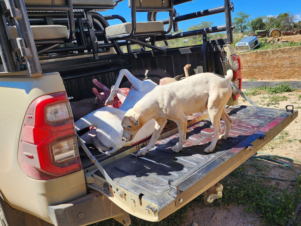 William's Jack Russell standing in the back of a truck sniffing the harvested Springboks.